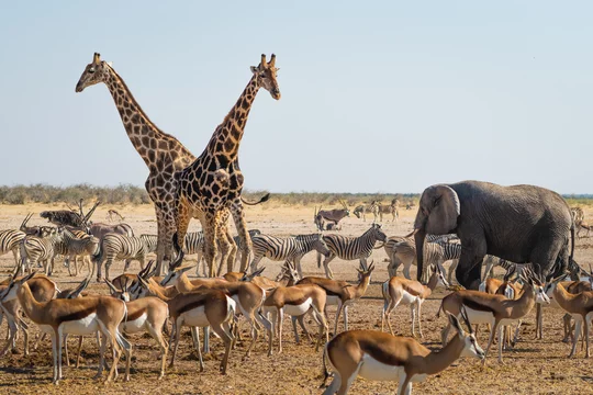 Parc national d'Etosha - Adobe Stock