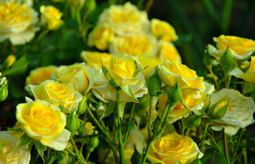 blooming yellow roses in the garden. blurred and dark background