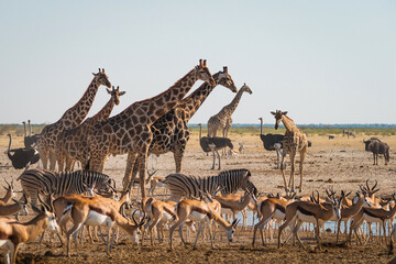 Wild animals congregate around a waterhole in Etosha National Park, northern Namibia, Africa.	