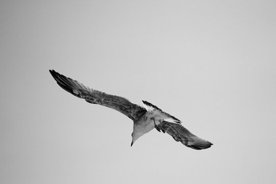 Gull flying. Isolated background, black and white photography.