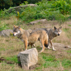Naklejka na ściany i meble Carré sur deux loups d'Europe en forêt, France