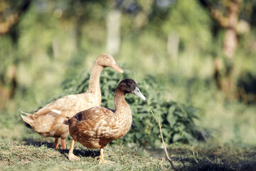 wo brown ducks in a green country yard
