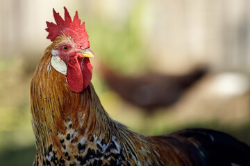 Portrait of adult rooster. He showing his large comb