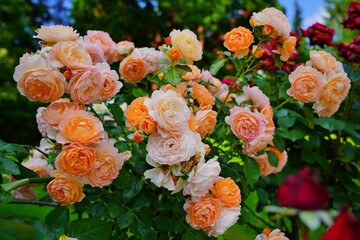 Beautiful fragrant, colorful, blooming roses bush in garden at summer day. 