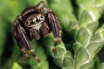 Spectacular jumping spider sits on a thuja twig end and shows of eyes and body details