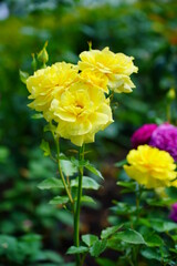 Beautiful fragrant, colorful, blooming roses bush in garden at summer day. 