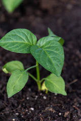 Planted bell pepper plant.