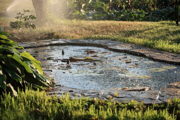 Rain over the pond with nymphs in the garden
