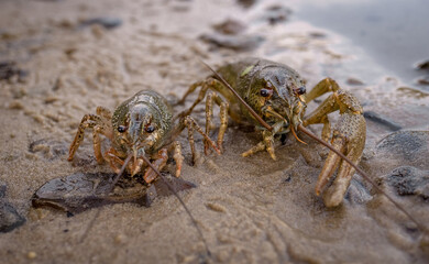 crayfish on the sandy shore of rhea