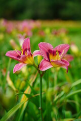 Flowering Day-lily flowers. (Hemerocallis flower),  closeup in the sunny day. Hemerocallis fulva. The beauty of decorative flower in garden - Selectice focus