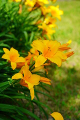 Flowering Day-lily flowers. (Hemerocallis flower),  closeup in the sunny day. Hemerocallis fulva. The beauty of decorative flower in garden - Selectice focus