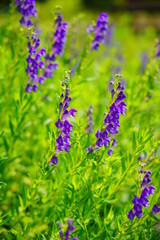 Baikal skullcap( Scutellaria baicalensis) - Traditional medicine, Chinese medicine - soft focus , selective focus