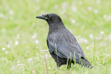 Krähe auf der Wiese