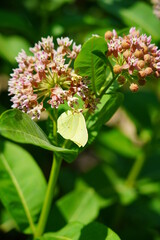 american, animals, asclepias, beautiful, beauty, black, bloom, blooming, blossom, botanical, botany, bug, butterfly, closeup, cluster, colorful, common, flora, floral, flower, flying, garden, green, h