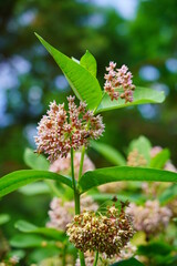 Asclepias  syriaca  . Milkweed American is a genus of herbaceous, perennial, flowering plants known as milkweeds - selective focus 