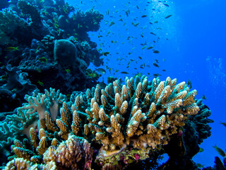 Beautiful corals in the Red Sea of Egypt