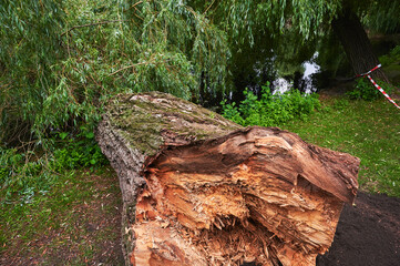 Fototapeta premium Photo of an old tree that has broken off in a park.