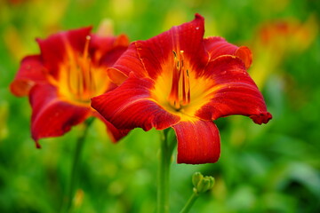 Flowering Day-lily flowers. (Hemerocallis flower),  closeup in the sunny day. Hemerocallis fulva. The beauty of decorative flower in garden - Selectice focus