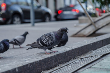
Pigeons near the fountain, photo in the afternoon