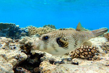 Whitespotted Puffer Fish - Arothron hispidus in the Red Sea © mirecca