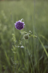 purple flower in the grass