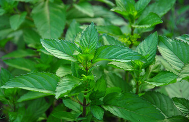 mint leaves in the garden