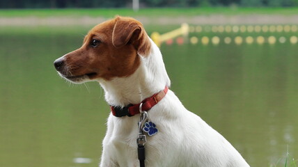 pies nad wodą,  dog on the water, Jacka Russell Terrier