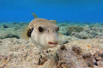 Whitespotted Puffer Fish - Arothron hispidus in the Red Sea © mirecca