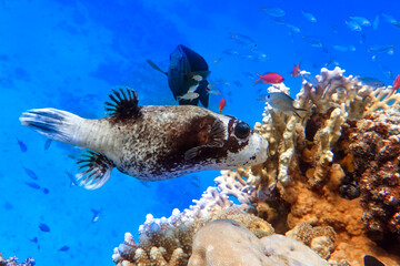 Masked puffer - Arothron diadematus in the Red Sea © mirecca