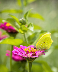 a brimstone butterfly on a flower