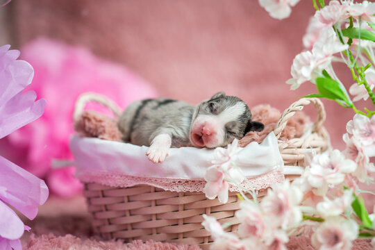 Szczeniak Border Collie na r&oacute;żowym kocyku w koszyku. Słodkie, urocze pieski, malutkie szczeniaczki. Rasowe Border Collie, Border collie merle, blue merle