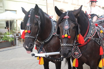 Naklejka na ściany i meble horses harnessed to a cart pull tourists on the main square of krakow