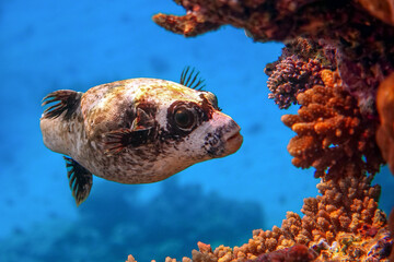 Masked puffer - Arothron diadematus in the Red Sea © mirecca