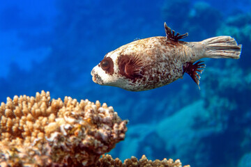 Masked puffer - Arothron diadematus in the Red Sea © mirecca