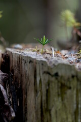 tree shoot on a tree stump.
