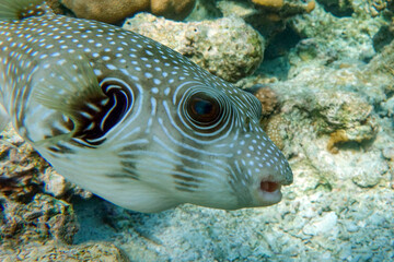 Whitespotted Puffer Fish - Arothron hispidus in the Red Sea