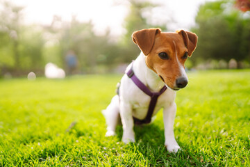Happy active dog, jack russell playing in the park.  Domestic dog concept.