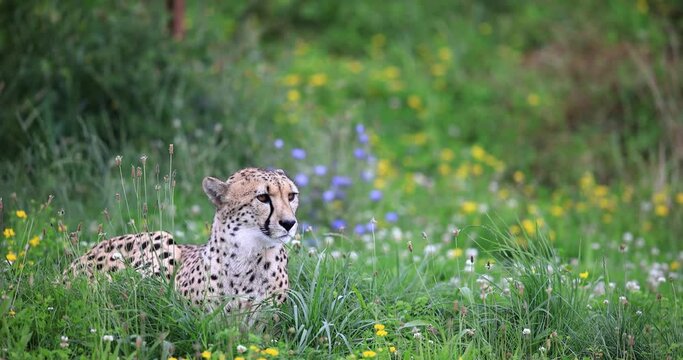 A cheetah is resting in the savannah