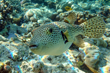 Puffer fish, portrait in Red Sea
