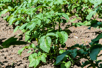 Potato field. Potato bush in the garden.