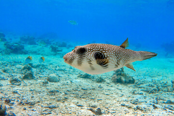 Whitespotted Puffer Fish - Arothron hispidus in the Red Sea