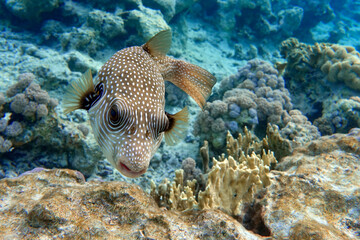 Whitespotted Puffer Fish - Arothron hispidus in the Red Sea