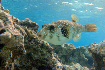 Whitespotted Puffer Fish - Arothron hispidus in the Red Sea