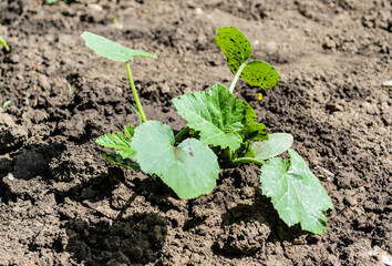 Cucurbita pepo - Pumpkin plant growing in a garden.