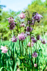 Aquilegia vulgaris pink bloom (columbine). Family Ranunculaceae.