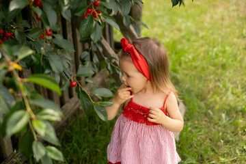A little girl in a red dress puts ripe juicy cherry berries plucked from a tree in her mouth....