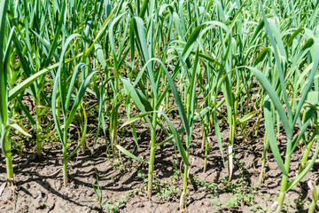Young green garlic plants in early spring.