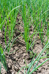 Green onion planted in the garden.