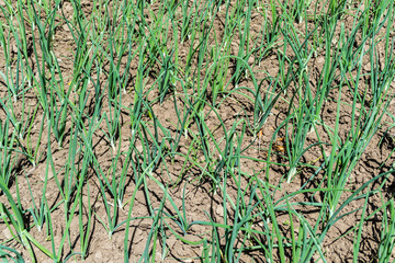 Green onion planted in the garden.