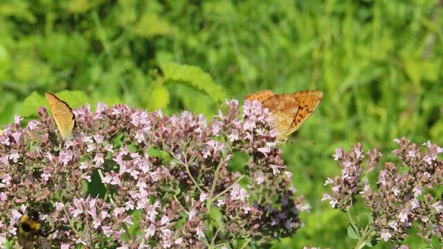 An orange butterfly on a lilac flower. There is a blurry green background in the background.